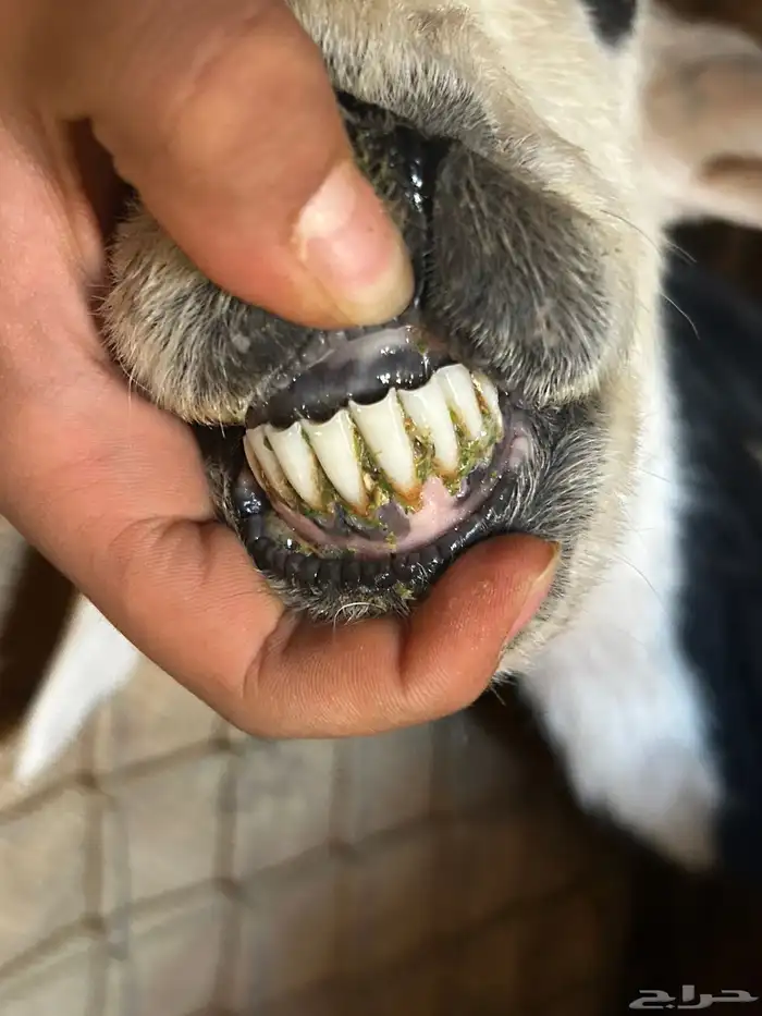 (تم البيع تم البيع ) 1