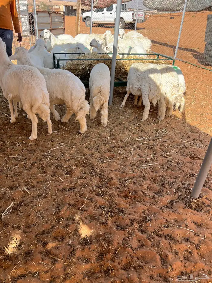 ذبايح طيبه ونظيفه للبيع 1