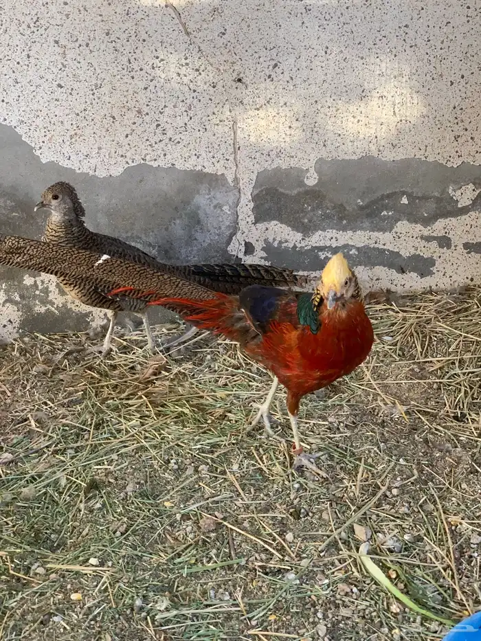 فزنت فرعوني 0