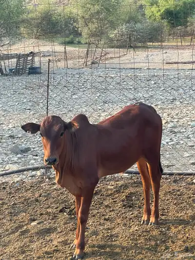 حسل للبيع غرب محايل عسير index