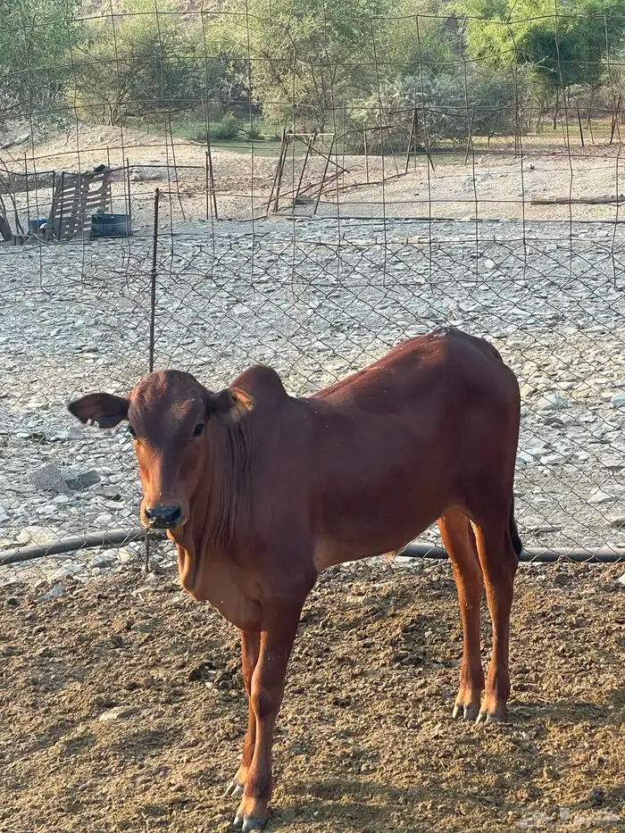 حسل  حسيل للبيع غرب محايل عسير 0