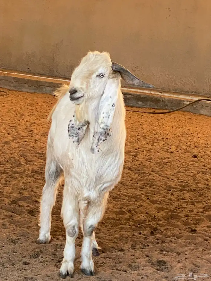 تيوس صنف هولندي 0