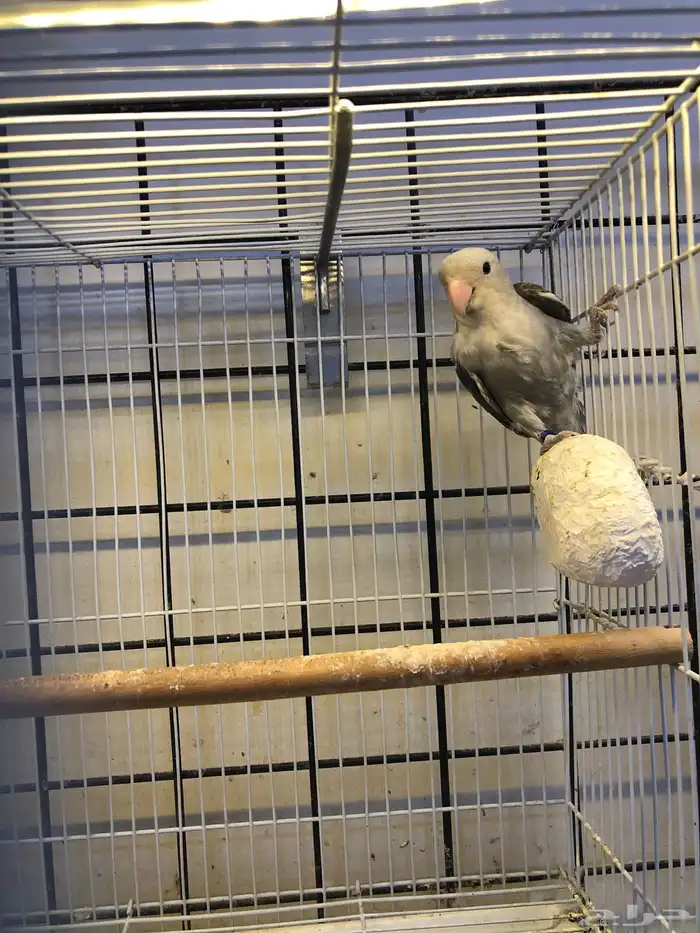 انثى روز منتجه 4