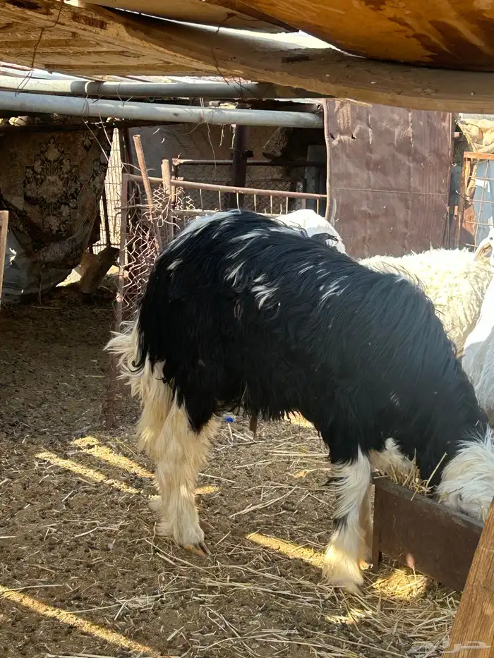 خروف صنف نجدي مشروع فحل طيب جدا  عمره 8 شهور بالحناكيه 1