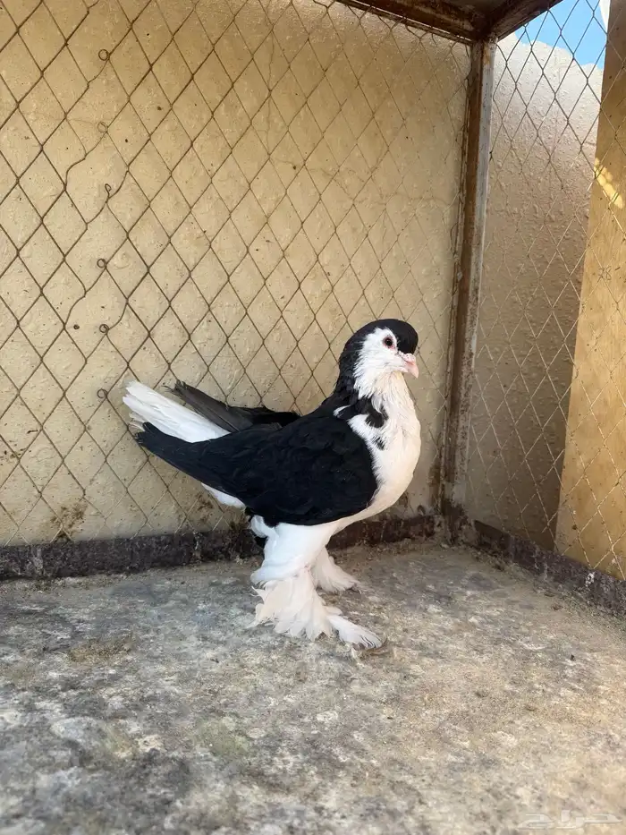 حمام شيرازي 0