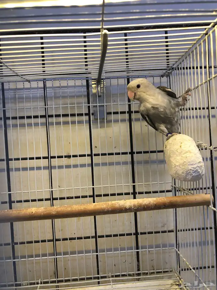 انثى روز منتجه 5