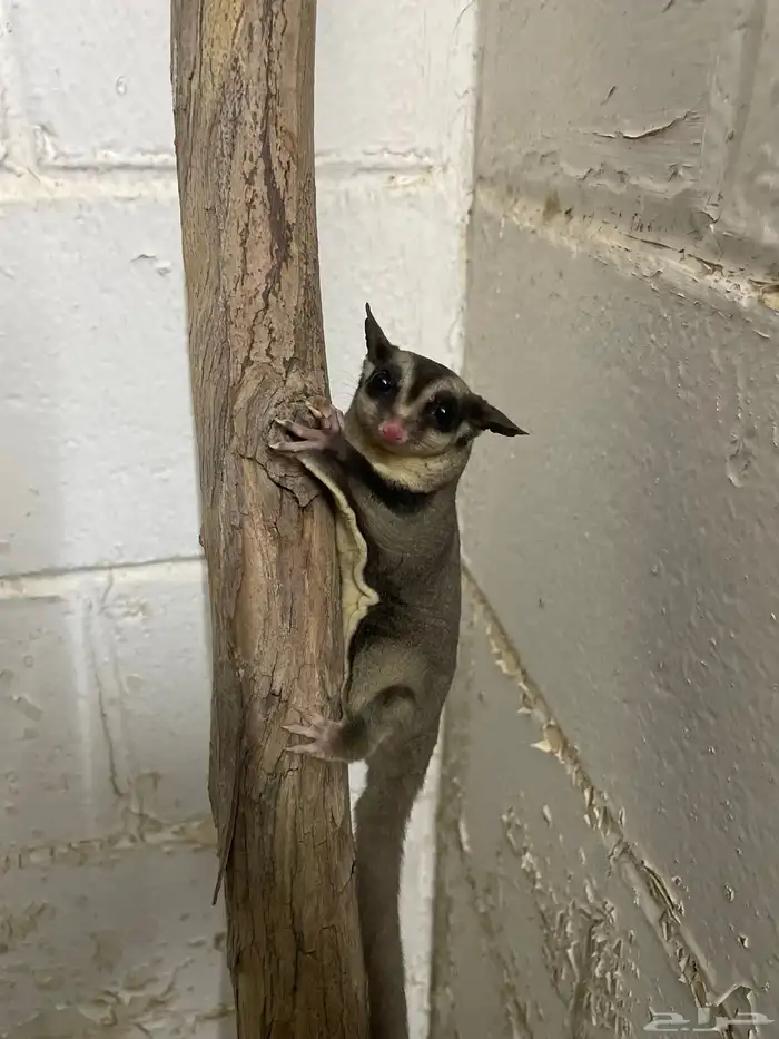 سنجاب طائر 1