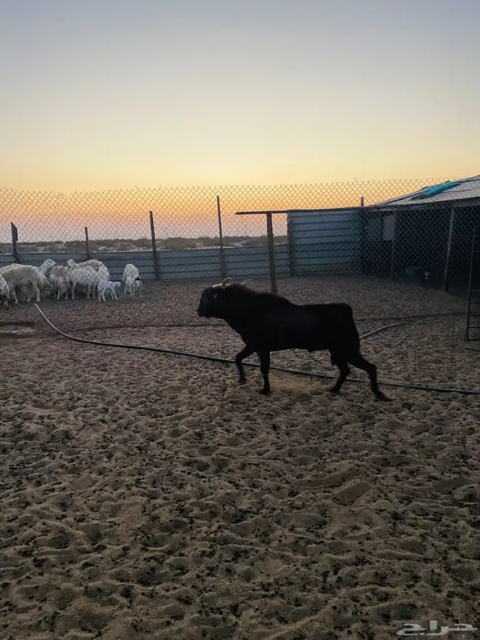 شمال سوق الدمام 3