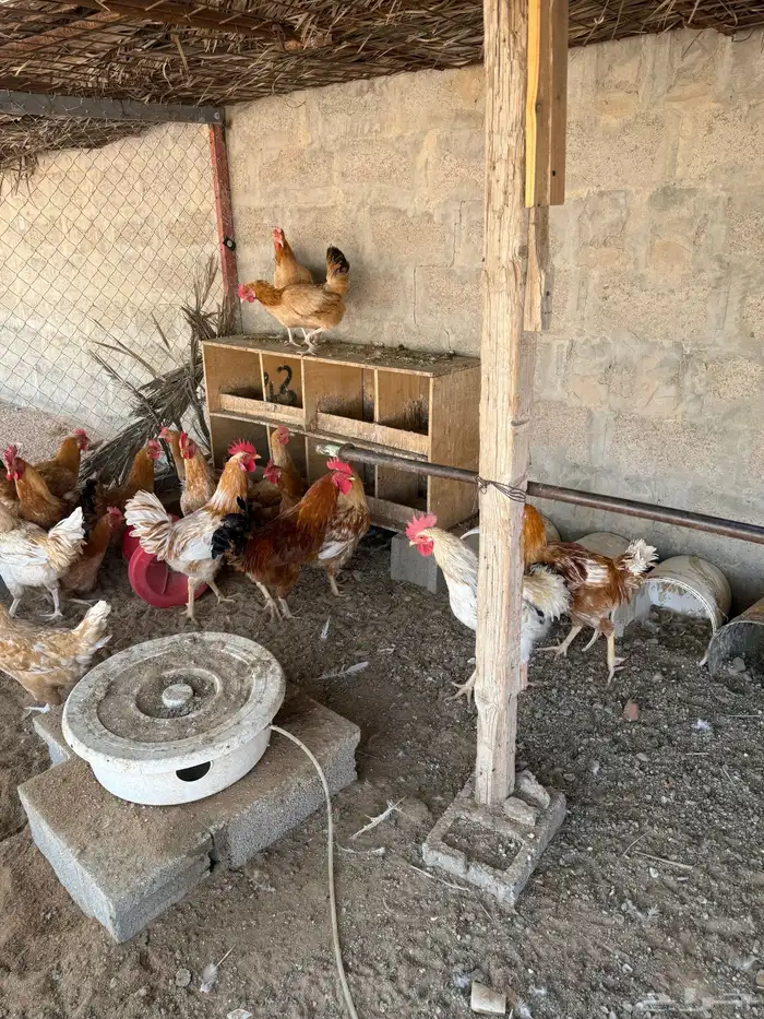 دجاج براهما وتركي 0