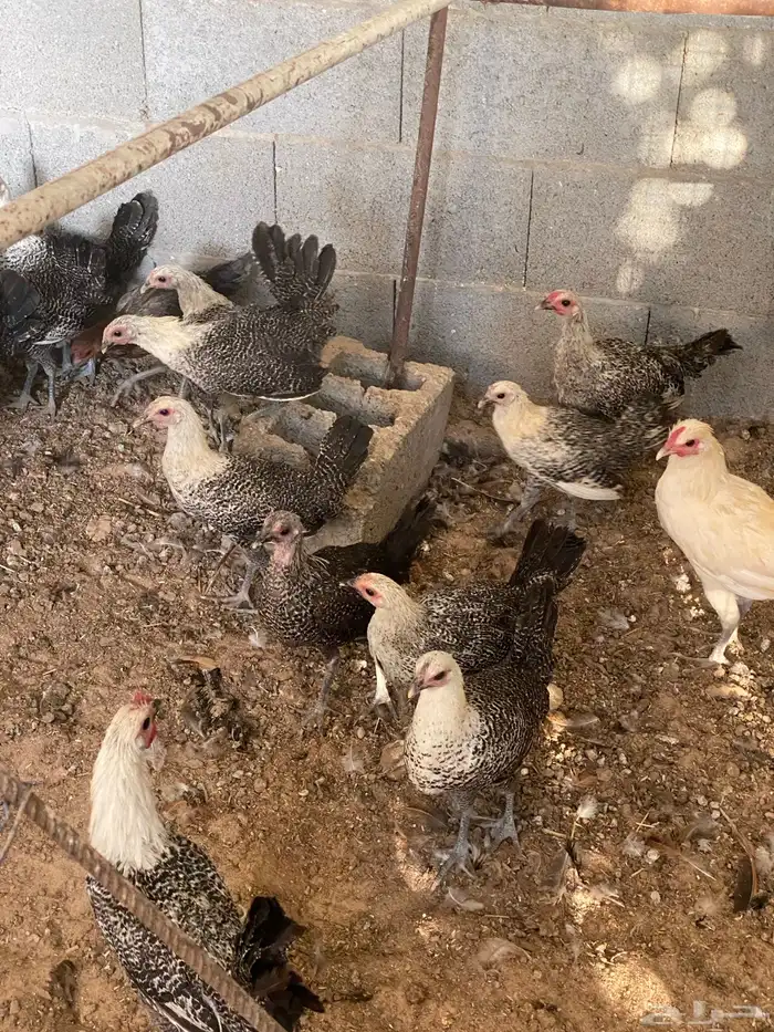 دجاج فيومي 3