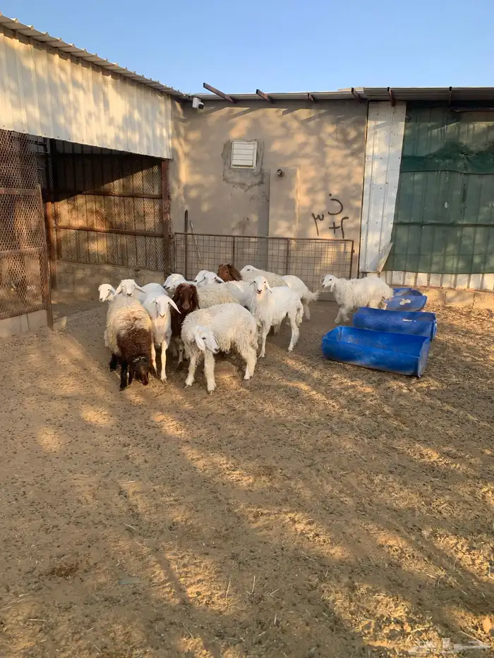 غنم للبيع 3