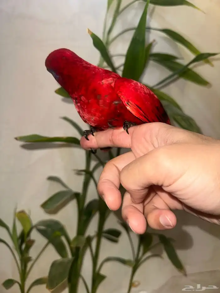 لوري رد مميز وحجم سوبر جامبو( هدد نشبه ) 6