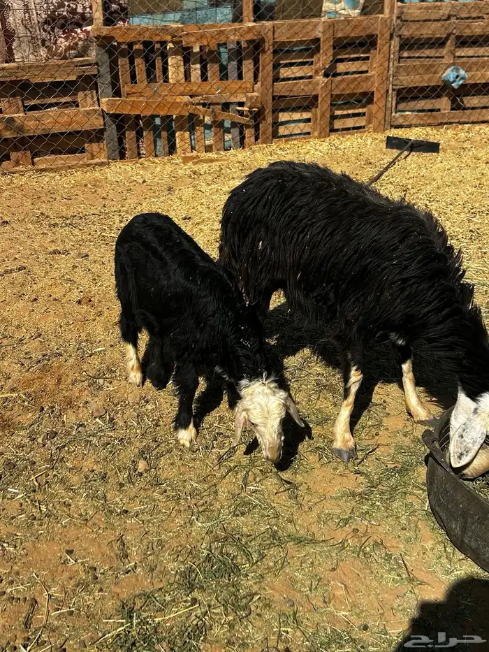 (تم البيع تم البيع ) 0