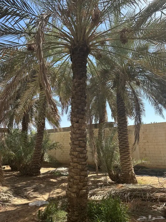 نخل نقايل من متر وفوق 2