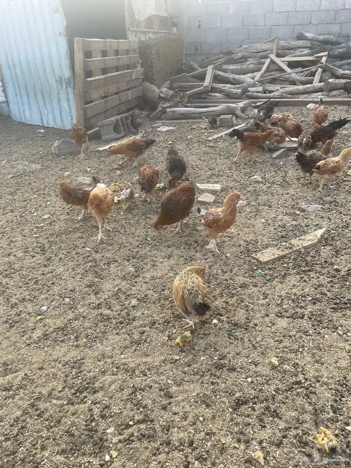 فروخ حضان شرط 3