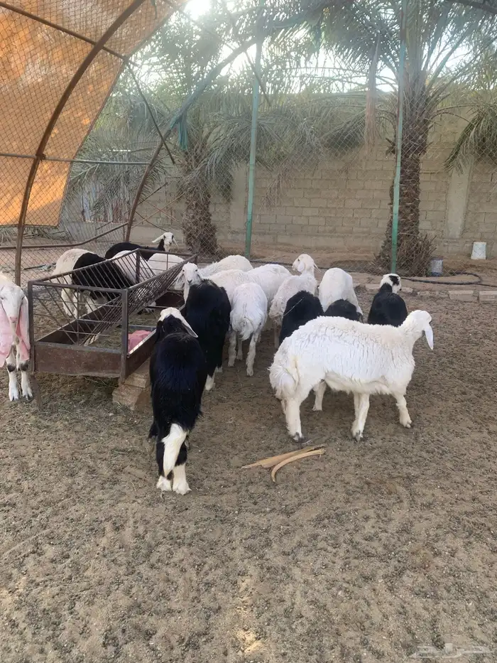 نجدي و حري 1