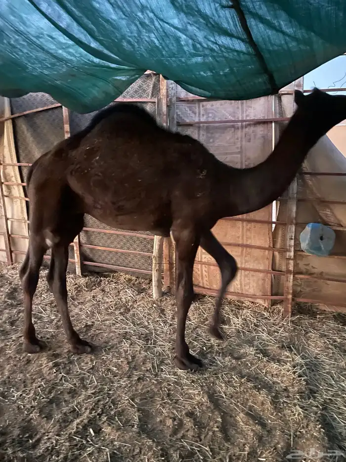 قعود مجهم العمر تقريبا 7 شهور 0