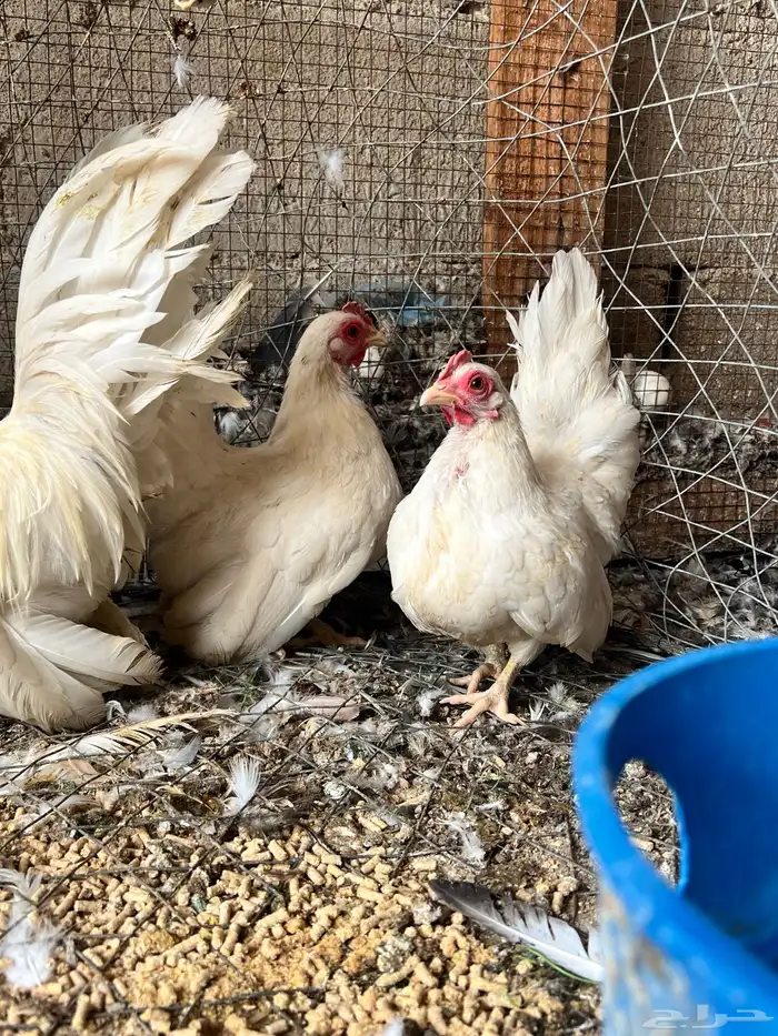 طقم دجاج جبنيز اللون ابيض 2