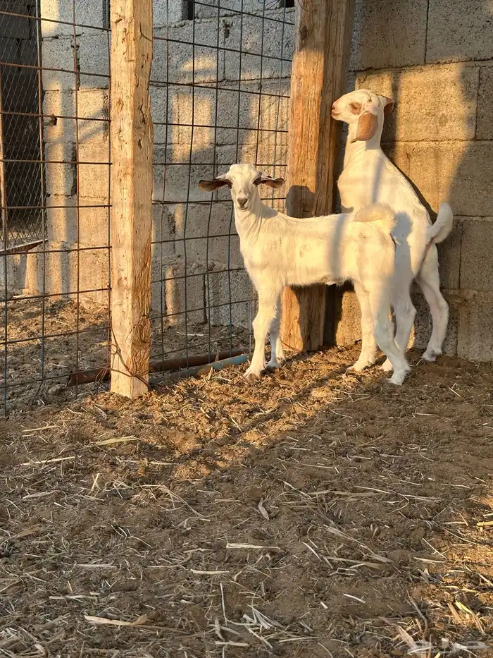 تيوس للبيع 3