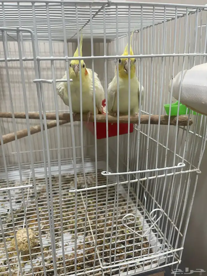 السلام عليكم لبيع 4اجواز كروان شرط منتجين ولحين عدهم بيض 2