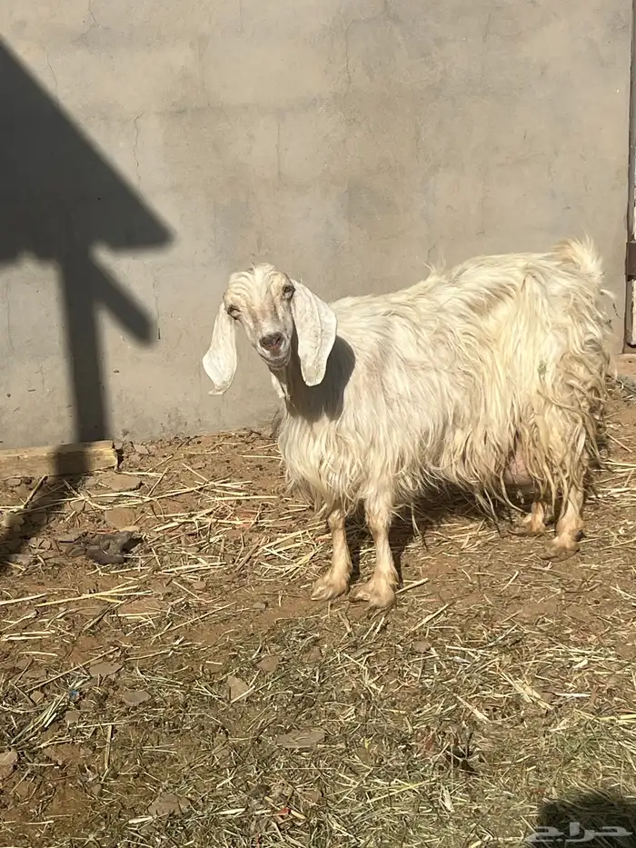 عنز تامه مع التيس حليب 1