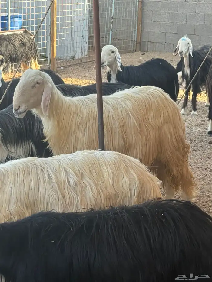 شاه نجديه عيسيه للبيع 0