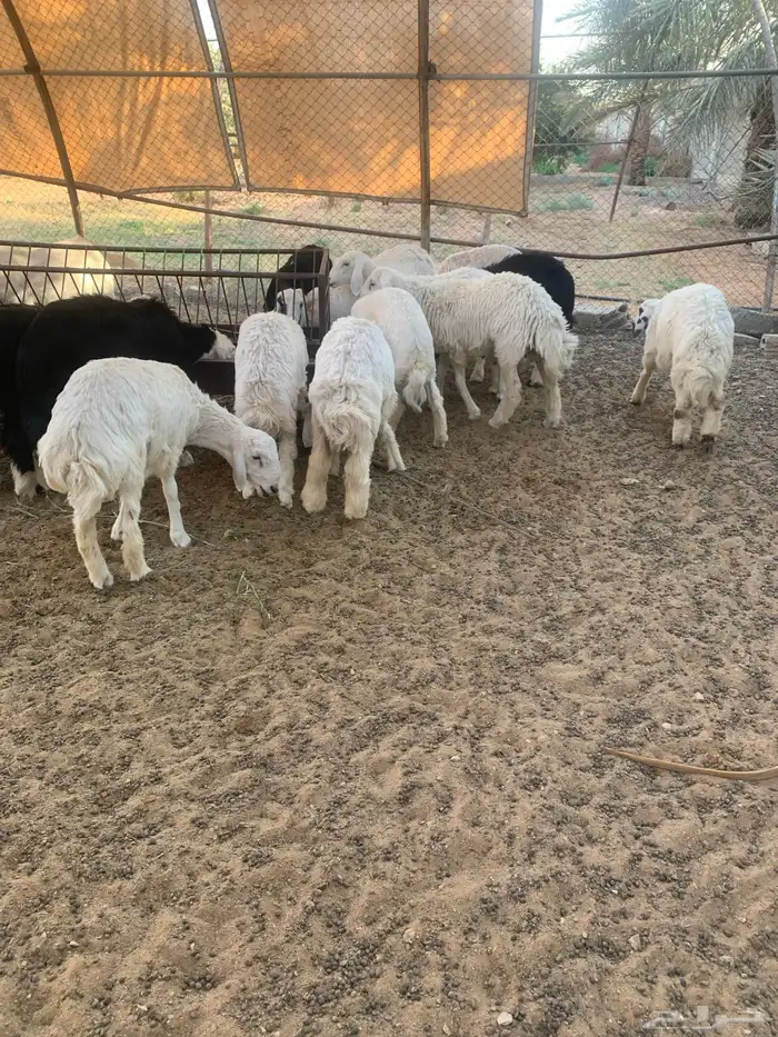 نجدي و حري 3