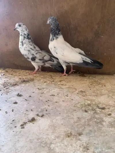 حمام باكستاني طيران index