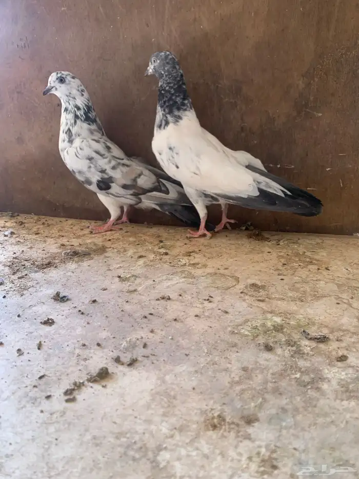 حمام باكستاني طيران 3