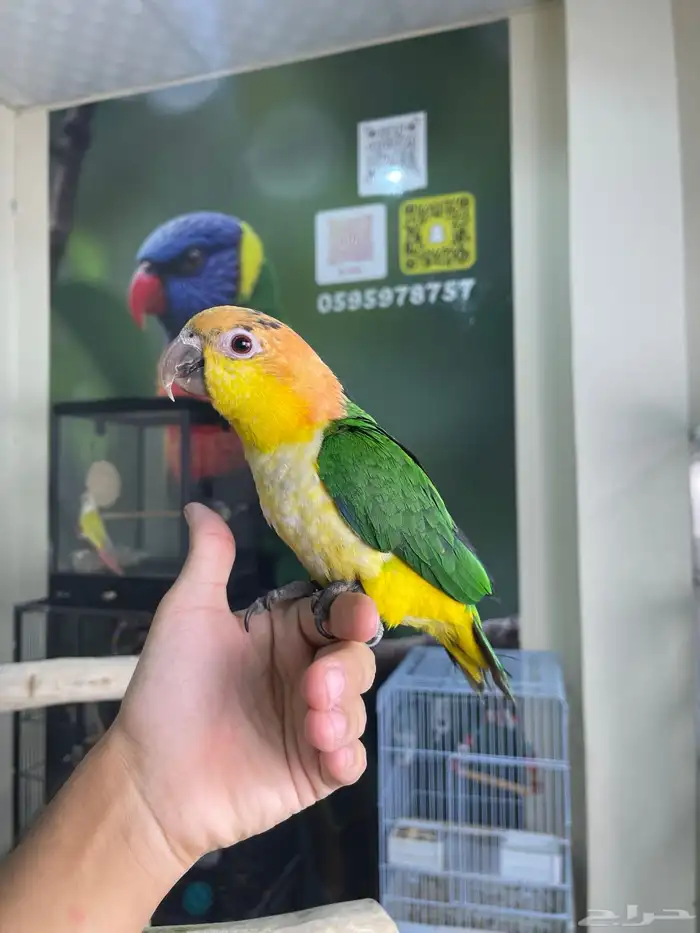 كايك وايت بلي اليف تم البيع 2