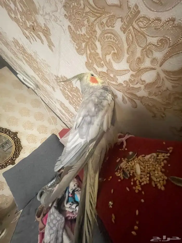 طير كروان لاتيني 4