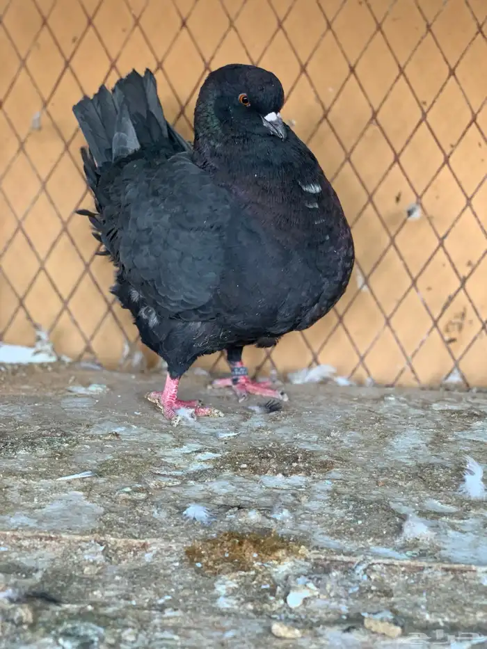 جوز كنق على سلفر 4