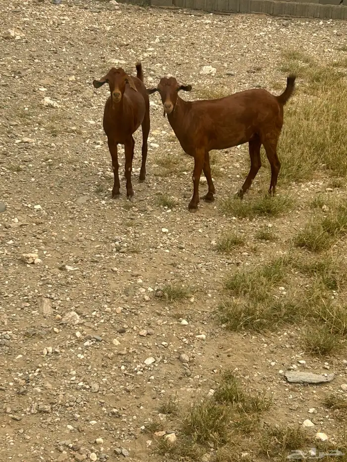 خبيش للبيع 5