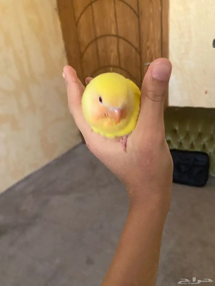 فرخ روز مفطوم العمر شهرين 2