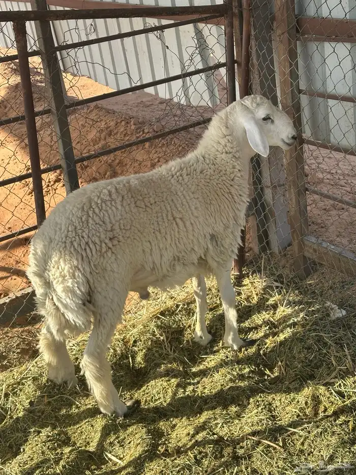 للبيع طلي حري اظهره فل شحم صبه 1