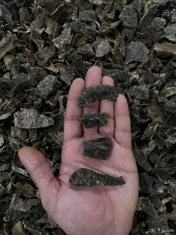 عود فيتنامي دقه زوايا دبل سوبر طبيعي جمله 2