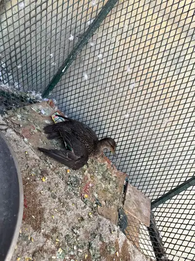 بط نحم اصل فصل index