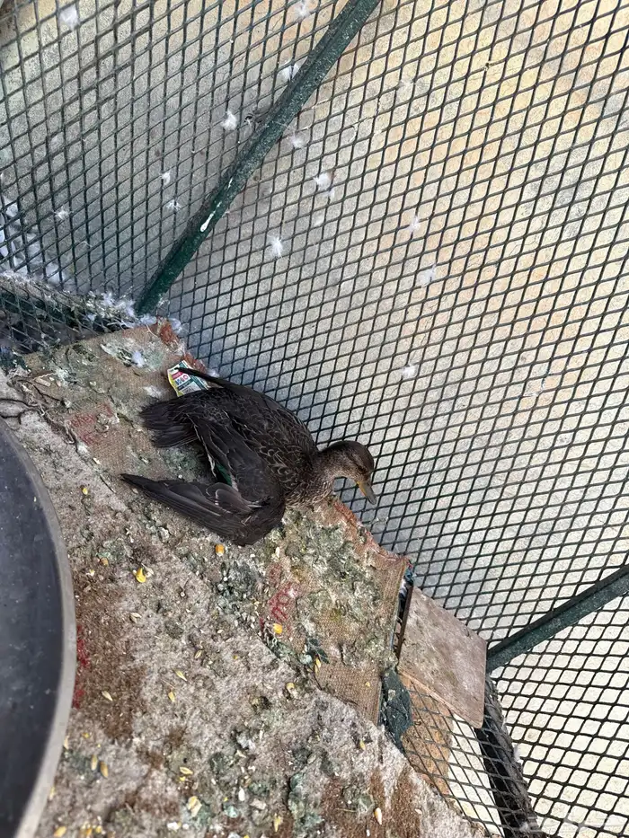 بط نحم اصل فصل 1