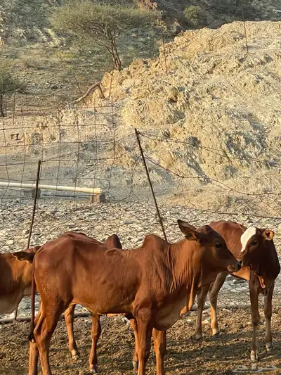 حسل للبيع غرب محايل عسير index