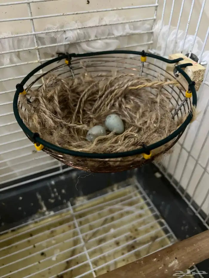 انثى كناري موزاييك احمر جاهزة(تم البيع) 1