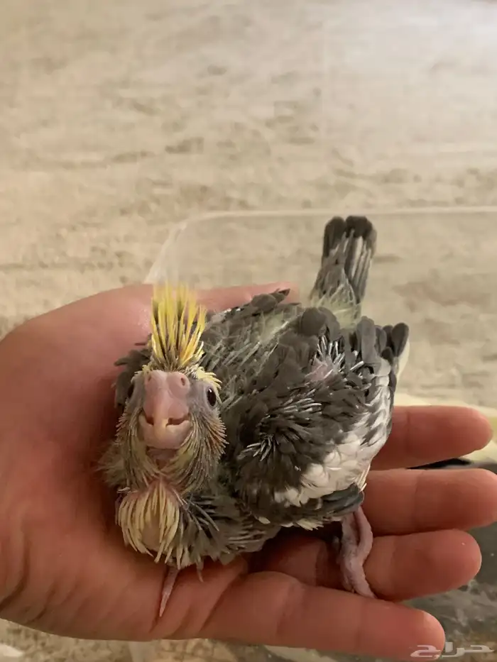 فروخ كروان غر 1