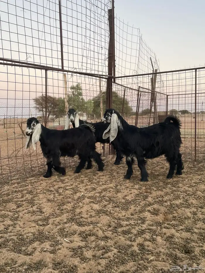 جفرات عوارض 2