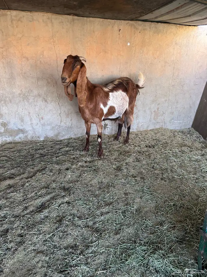 عنز مشروكه طيبه جرم طيب حدرها اثنين تيوس 1