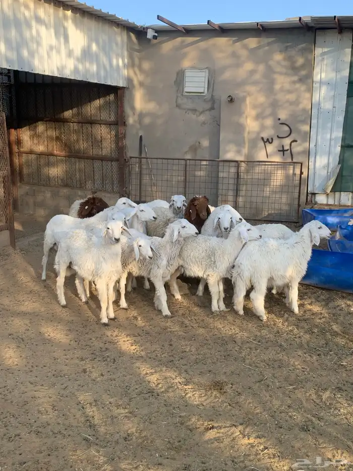 غنم للبيع 2