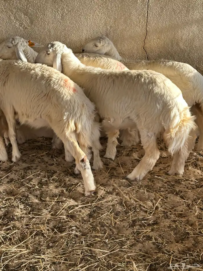 رخال حريات للبيع 5