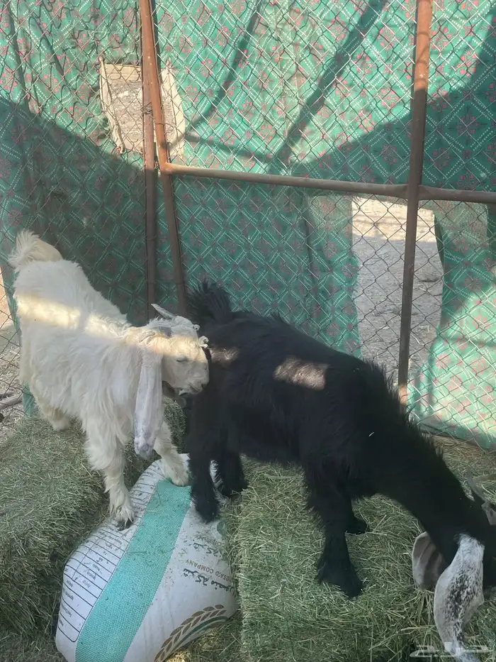 تيوس أرضية ثلاث 0