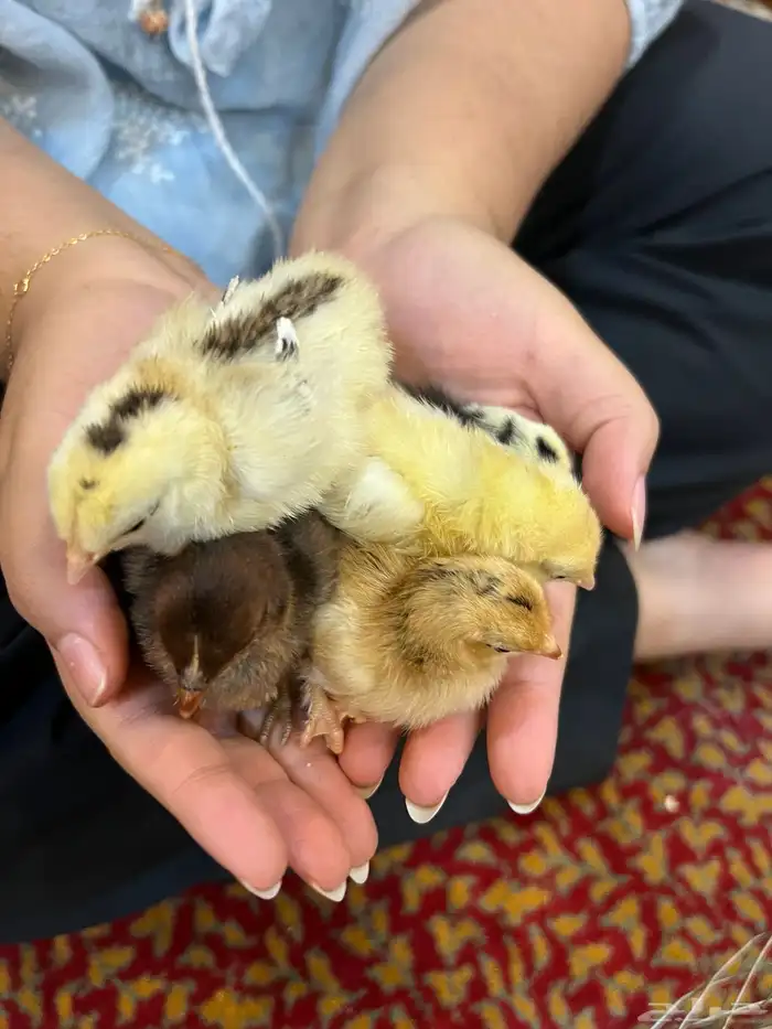 صوص دجاج كيوت يصلح للأطفال 3