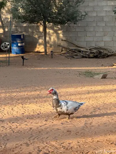 ذكور بح لافندر index