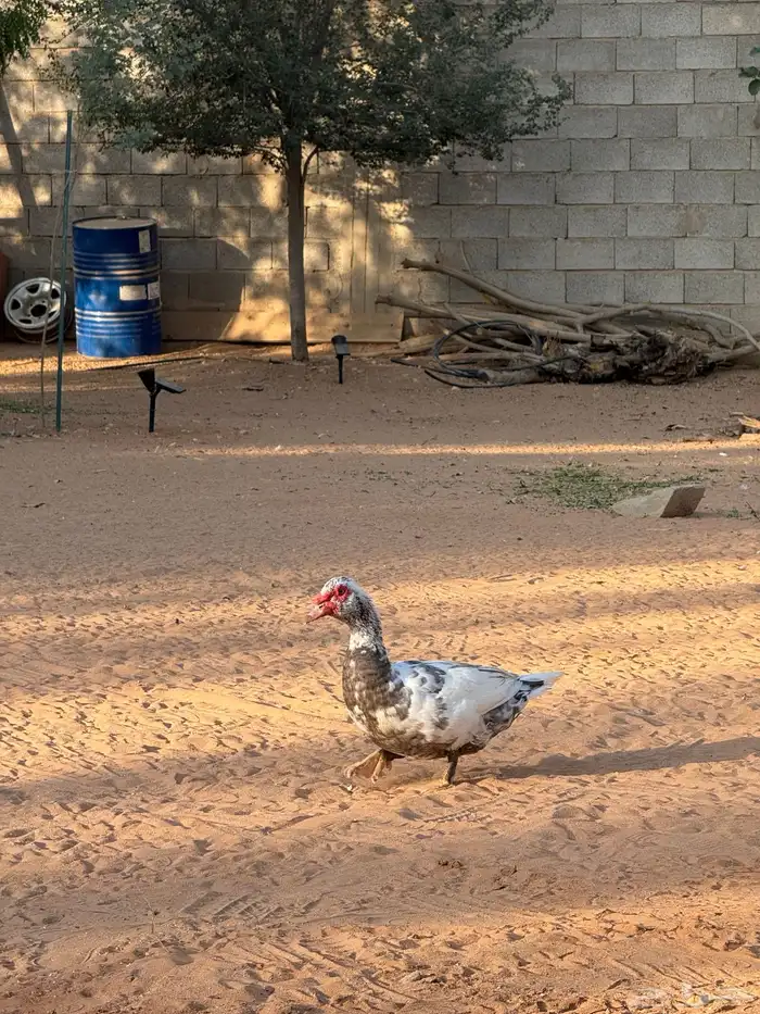 ذكور بح لافندر 1