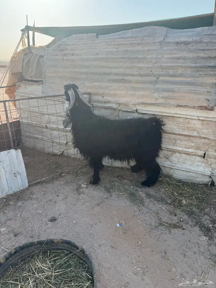 تيس فحل عارضي شرط القريع 2